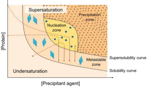 Figure 1.8. Phase diagram for protein crystallization. The diagram contains a region of undersaturation  and supersaturation