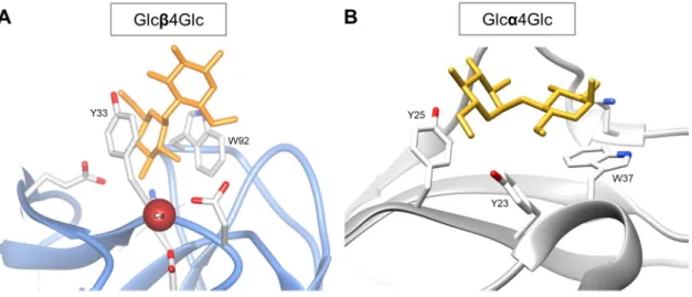 Figure 1.11. Examples of carbohydrate-aromatic CH-π interactions. (A) Family 6 CBM from Cellvibrio  mixtus in complex with cellobiose (Glcβ4Glc) in its type C cleft (PDB ID: 1UYX) 38 , exhibiting CH-π stacking  between both faces of the first glucopyranose