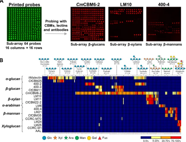 Figure  2.1. Binding patterns revealed by probing the glucan and hemicellulose oligosaccharide  microarrays with sequence-specific carbohydrate-binding proteins