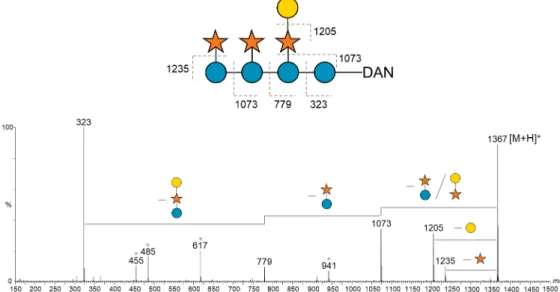 Figure  2.6. Positive-ion ESI-MS/MS product-ion spectra used for sequencing of xyloglucan-DAN  DP-8