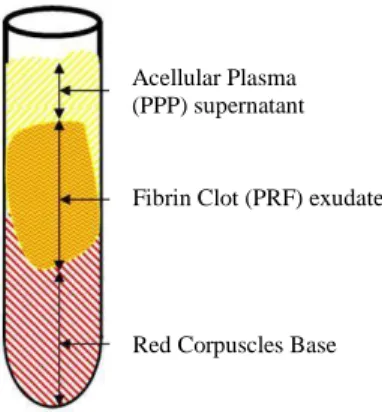 Fig. 1. Schematic representation of the 3 centrifugation layers obtained after PRF processing according to the official process protocol