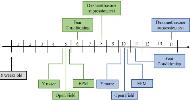 Figure 3 - Time scheme of performed experiments – Mice were housed under their  respective  conditions  for  four  (green  scheme)  or  ten  weeks  (blue  scheme)  before  behavioral  testing began