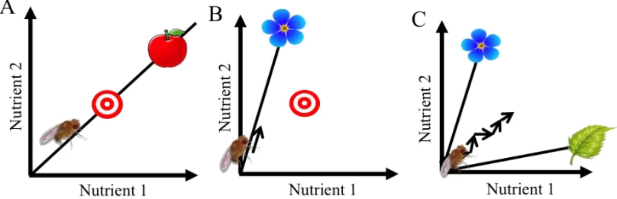 Figure  1.1  –  Representation  of  the  nutrient  space  and  the  balance  of  nutrient  is  described  by  a  linear  trajectory