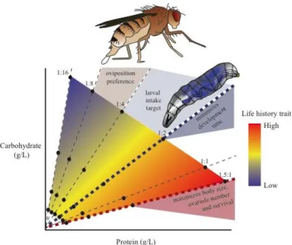 Figure  1.5  –  Diagram  of  how  protein  and  carbohydrates  affect  life  history  traits  and  foraging  behaviour of Drosophila melanogaster larvae and adults female (Rodrigues et al., in review)