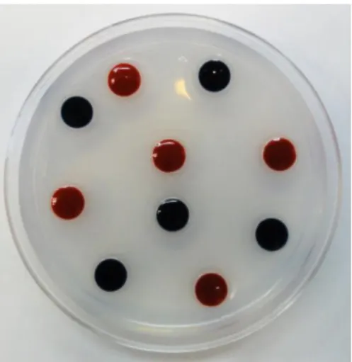 Figure 2.2– Two-way Choice assay plate. Example of an assay plate used for larvae two choice assay