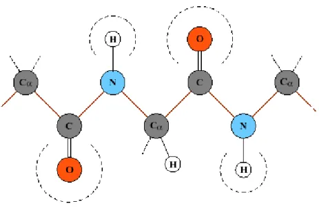 Figura 2.6- Estrutura química de uma proteína (caso geral)[MAIA, 2005] 
