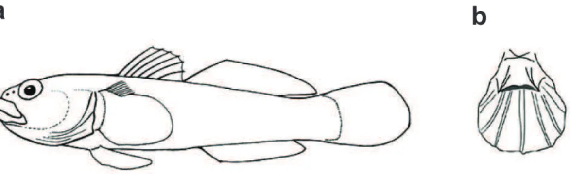 Figura 1. Desenho morfológico esquemático de Gobiidae (gênero Bathygobius). Em destaque  (a) nadadeiras  dorsais  separadas,  primeira  nadadeira  dorsal  com  raios,  olhos  grandes,  ausência  de  linha  lateral;  (b)  nadadeiras  pélvicas  fusionadas  p