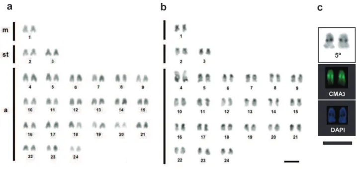 Figura 6. Cariótipo de Bathygobius mystacium a partir de coloração convencional (a) e bandamento 
