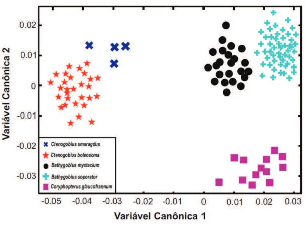 Figura  8.  Distribuição  dos  padrões  corporais  das  cinco  espécies  de  Gobiidae  analisadas  ao  longo  da 