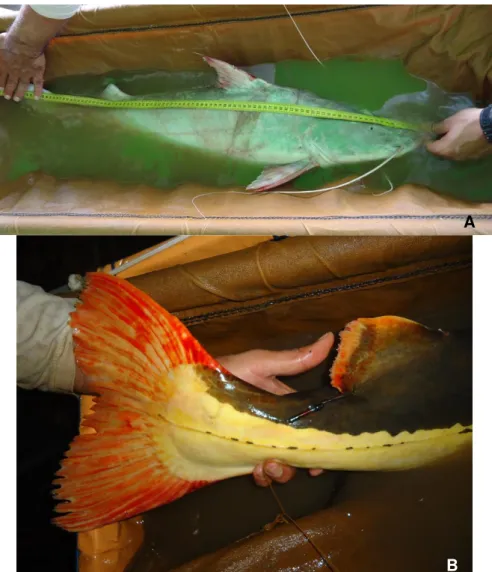 Figura 1.9: Método de soltura dos peixes na área de introdução com auxílio de maca e guincho  elétrico
