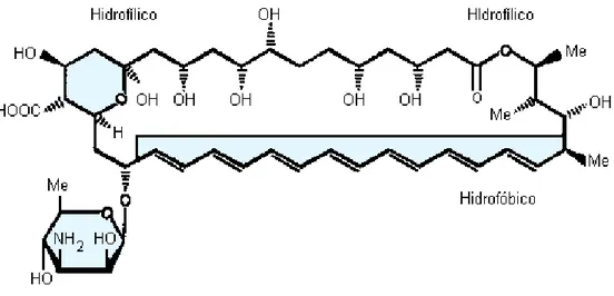 Figura 1: Fórmula estrutural da Anfotericina B (AmB) 