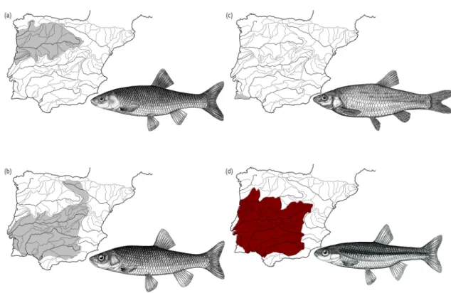 Figure 1.4 Iberian Peninsula maps showing the distribution areas of the  S. alburnoides  complex