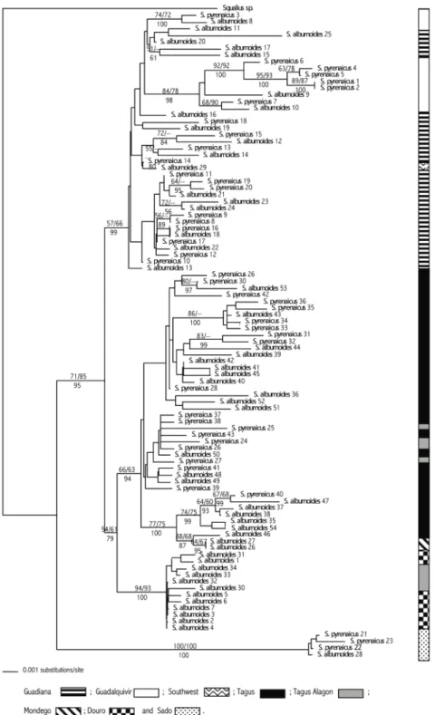 Figure 2.2 Phylogenetic tree recovered from cyt b  sequence data of  S. alburnoides  and  S