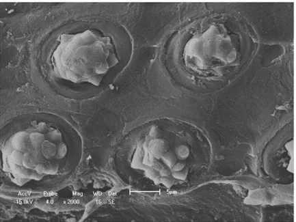 Figura 3.8 – Microfotografia da fibra de coco babaçu natural (2000x) 
