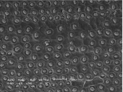 Figura 3.9 – Microfotografia da fibra de coco babaçu sem tratamento  químico (500x) 