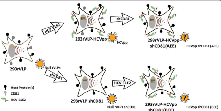 Fig. 1  Schematic representation of cell line development. 293rVLP cells producing non pseudotyped retrovirus like particles (Null VLPs) were  transfected with HCV envelope E1 (green) and E2 (brown) proteins coding plasmid and produced HCV pseudoparticles 