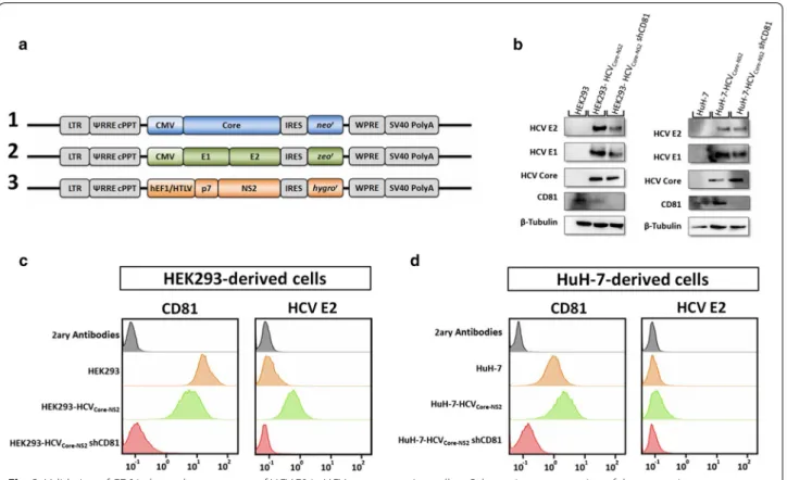Fig. 3  Validation of CD81-dependent transport of HCV E2 in HCV core expressing cells