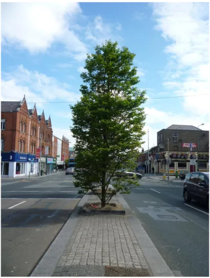 Figure 3. Example of street trees integrated into an urban setting. These trees  are planted along a road median in Dorset Street in central Dublin