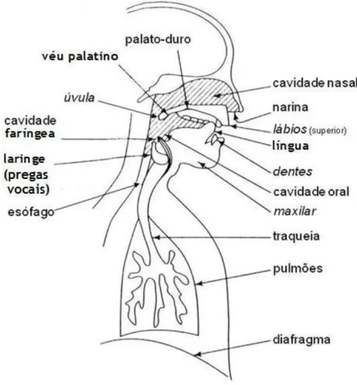 Figura 2.1 – Secção sagital média do aparelho vocal [1]. 