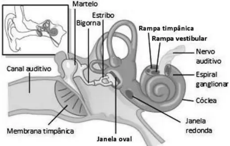 Figura 2.5 - Representação do ouvido humano. Adaptado de [4]. 