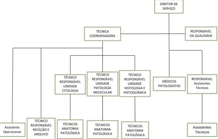 Figura 8 – Organograma do SAP. Adaptado (Serviço de Anatomia Patológica, 2015)  