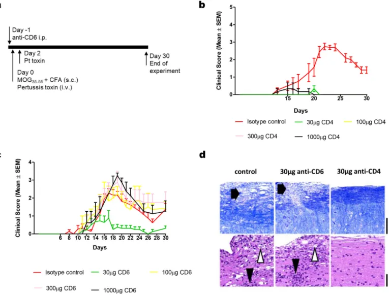Fig. 1. Low dose of anti-CD6 mAb (10F12) prevents the onset of EAE. (a) C57BL/6 mice were immunized with MOG and treated with different doses of anti-CD6, or an isotype control at day 0.