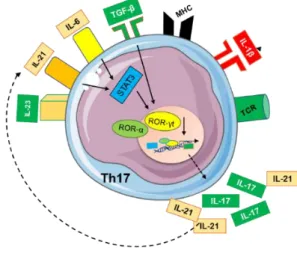 Fig 9. Illustration of CD4 +  T-helper 17 polarization. 