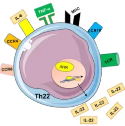 Fig 13. Illustration of CD4 +  T-helper 22 polarization. 