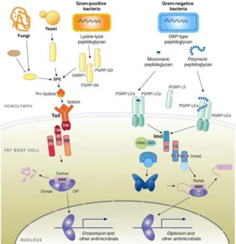 Figure 2 – Schematic representation of Toll and Imd pathway activation in Drosophila spp