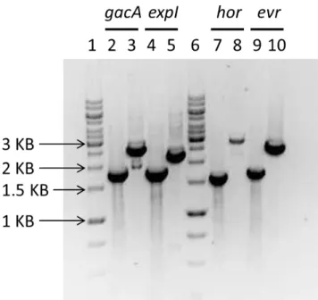 Figure  8  –  Confirmation  by  PCR  of  the  construction  of  Ecc15  mutants  using  a  Red-swap  approach