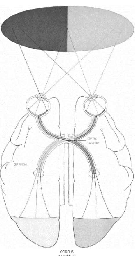 Figure 1.01: Schematic showing how information travels from visual field to the hemispheres