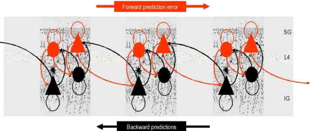 Figure  4.01:  Schematic  of  possible  interaction  between  populations  of  deep  and  superficial  pyramidal  neurons  leading to predictive processing in the brain