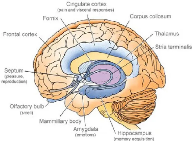 Figure 1.  Schematic representation of the limbic  system (dark  blue)  and  surrounding structures (Adapted from http://www.daviddarling.info/encyclopedia/L/limbic_system.html).
