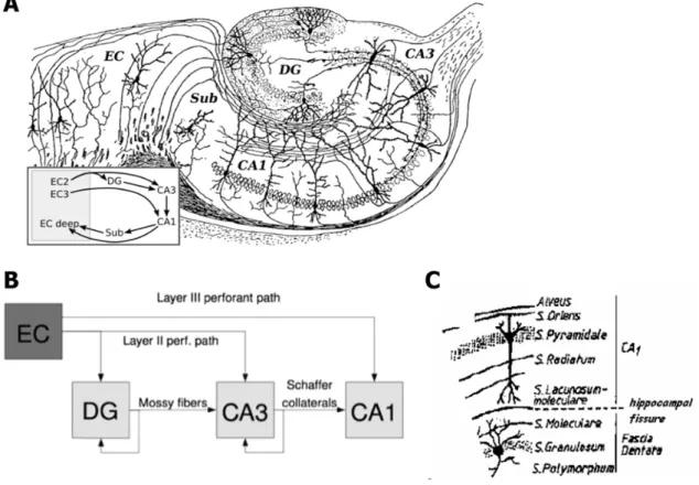 Figure 2.  Schematic representation  of  the  hippocampus  and  trisynaptic  circuit. (A) Neuronal  organization  of  the  hippocampus