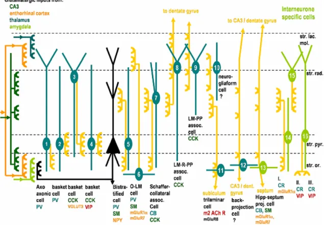 Figure 3.  Hippocampal interneurone  subtypes  in  the  CA1  area  of  the  hippocampus 