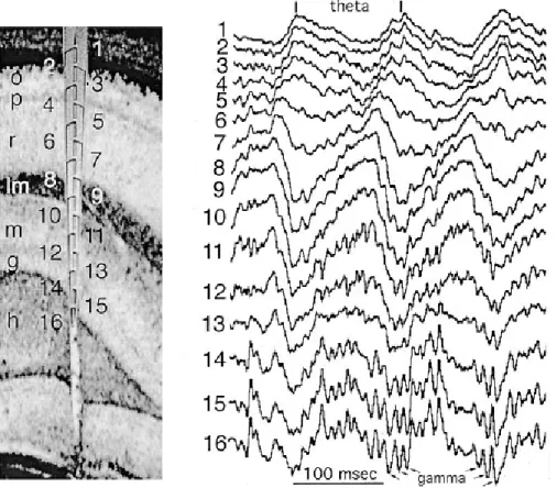 Figure 4.  Depth  Profile of  Theta  Oscillation  in  the rat hippocampus . (Left)  o - stratum oriens, p - pyramidal layer, r - stratum