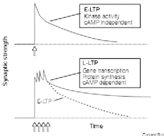 Figure 6.  Early and  late  phases  of  long-term  potentiation  (LTP) . A  train  of  repetitive stimuli (e.g