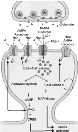 Figure 7. Schematic  representation  of  the  molecular  pathways  activated during  the induction and maintenance of NMDA-dependent LTP 