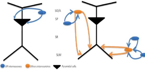 Figure 8.  Schematic representation  of  VIP interneurones  in  CA1  area . SO/A - Stratum Oriens/Stratum  Alveus,  SP - Stratum  piramidale;  SLM - Stratum  lacunosum-molecular (Adapted from Cunha-Reis, 2006).