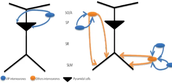 Figure 8.  Schematic representation  of  VIP interneurones  in  CA1  area . SO/A - Stratum Oriens/Stratum  Alveus,  SP - Stratum  piramidale;  SLM - Stratum  lacunosum-molecular (Adapted from Cunha-Reis, 2006).