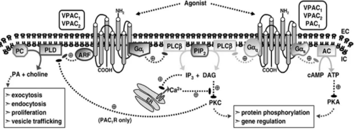 Figure 9.  Intracellular  signalling  pathways  stimulated  by  VPAC/PAC 1 R  activation 