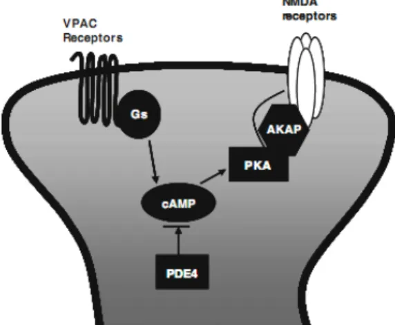 Figure 11. VIP  modulation  of  NMDA  receptors  in  CA1  pyramidal  cells  via  cAMP/PKA pathway (Adapted from (Yang et al 2010).