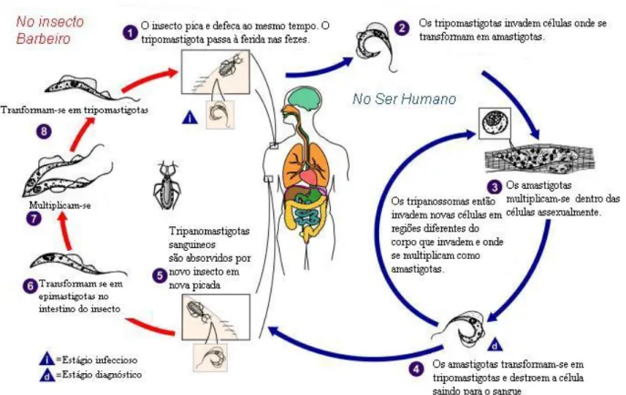 Figura  1  – Ciclo  de  vida  do  T.  cruzi .  O  ciclo  mostra  as  várias  formas  do  parasito  nos  hospedeiros  vertebrados  e  invertebrados