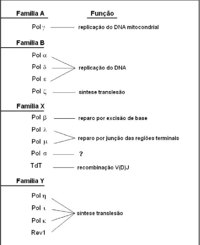 Figura 9  – DNA polimerases em eucariotos.  Estas compõem as famílias A, B, X e Y. 
