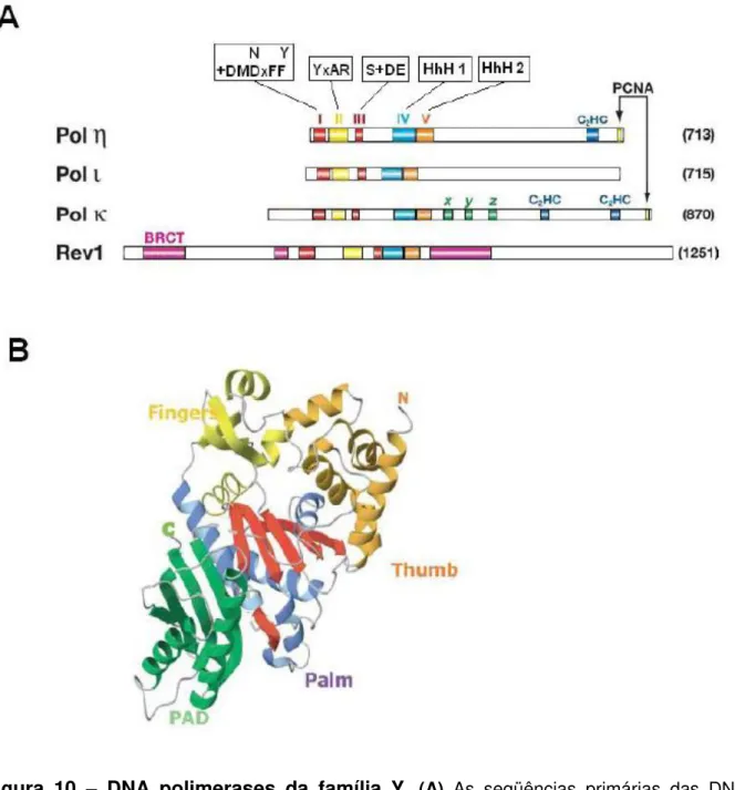Figura  10  – DNA  polimerases  da  família  Y .  (A)  As  seqüências  primárias  das  DNA  polimerases  ,    e  e  da  Rev  1  estão  mostradas  em  branco