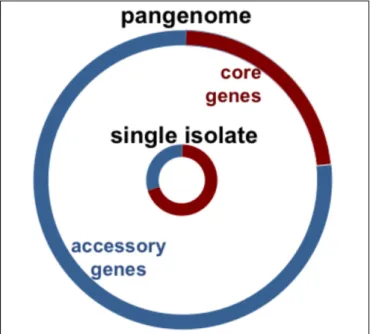 FIGURE 1 | Chart illustrates pneumococcal genomic diversity. Distribution of orthologous clusters in a single isolate (inner circle), and the pangenome (outer circle)