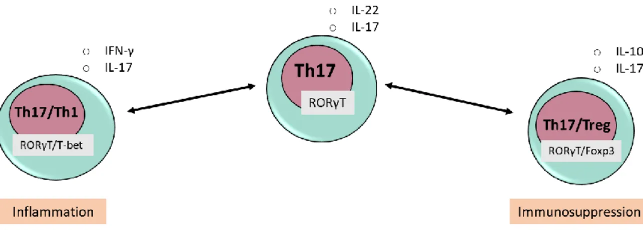 Figure 1-3 Conversion of Th17 cells. Cells of the Th17 subset are extremely heterogenous, produce  various cytokines that are characteristic of different subsets and may convert into other subsets under  different microenvironments