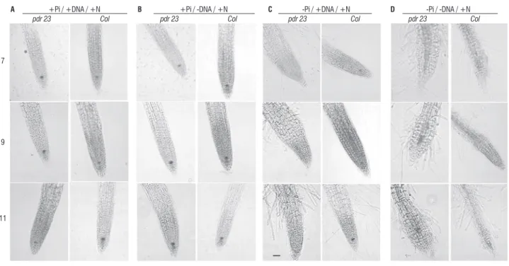 figure 1. expression of QC25::uidA in pdr23 and wild-type columbia primary roots grown on media with high N supply and different P availabilities (a, +Pi/+DNa; 
