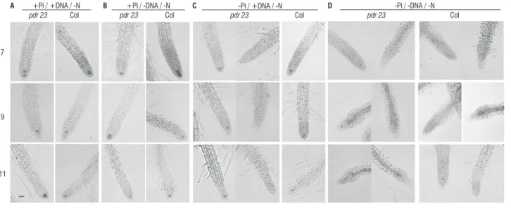 figure 4. expression of QC25::uidA in pdr23 and wild-type columbia secondary roots grown on media with N deficiency and different P availabilities (a, +Pi/+DNa; 