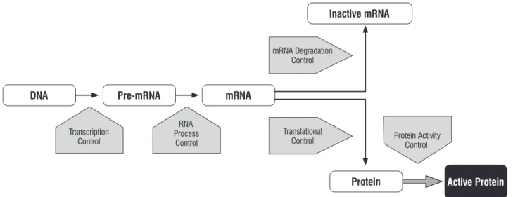 Figure 1. Control mechanisms that act in protein synthesis where a single gene gives rise to multiple protein conformation and different functions